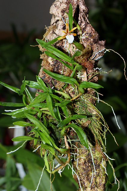 Epidendrum polybulbon  (3)