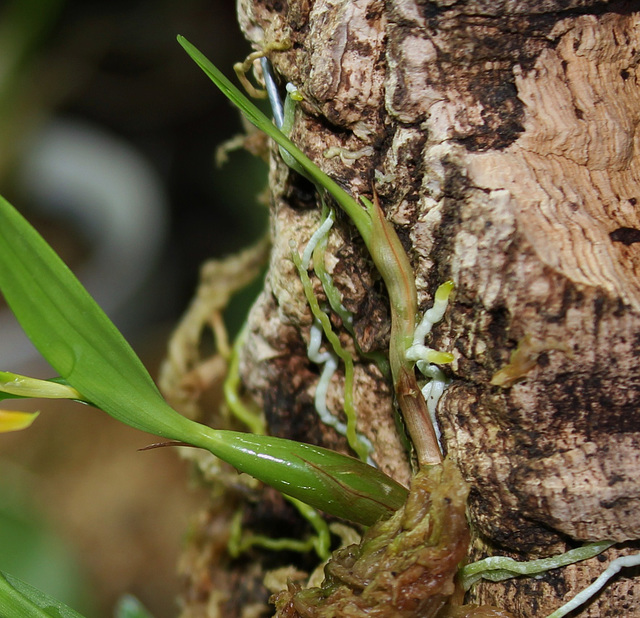 Epidendrum polybulbon  (4)