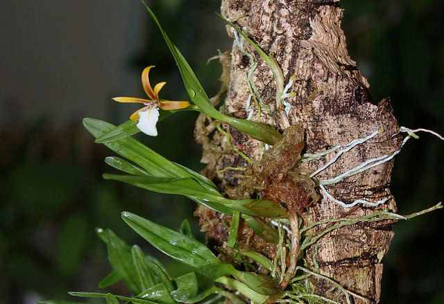 Epidendrum polybulbon  (6)