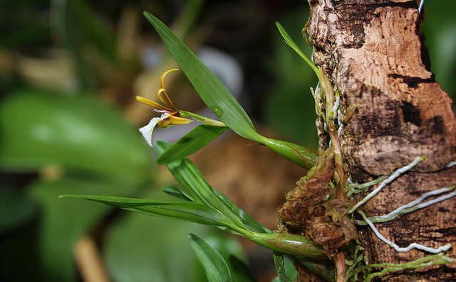 Epidendrum polybulbon  (7)