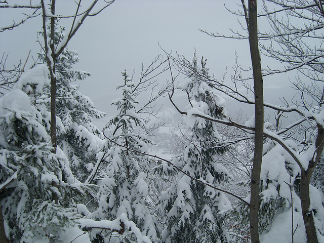 Nebel im Tannenwald