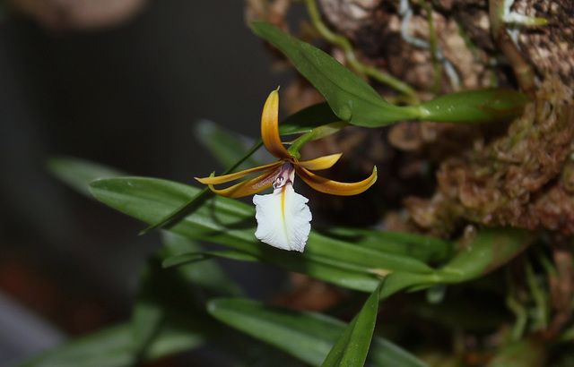 Epidendrum polybulbon
