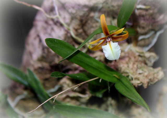 Epidendrum polybulbon  (11)