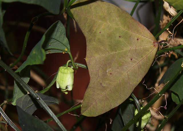 Passiflora biflora