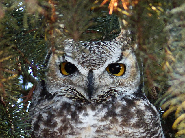 Such gorgeous eyes