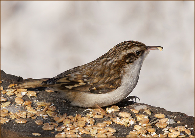 Gartenwaldläufer Waldemar steigt um auf Müsli