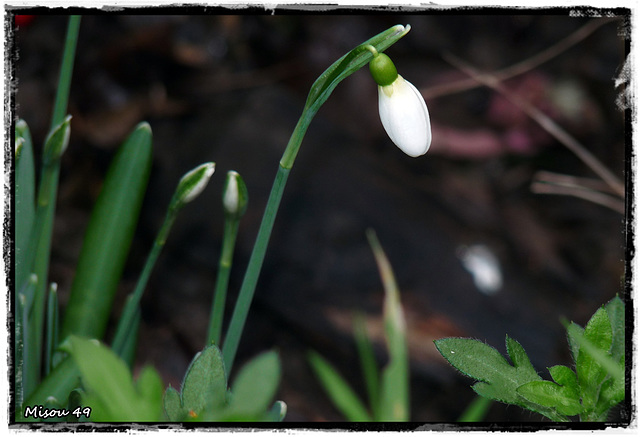 MON JARDIN