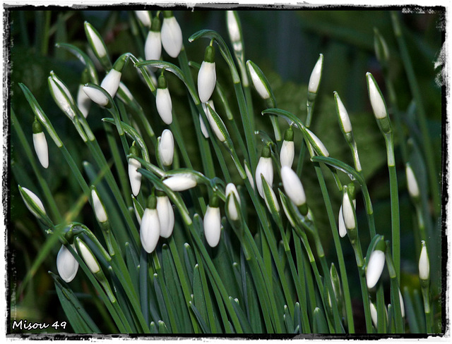 MON JARDIN