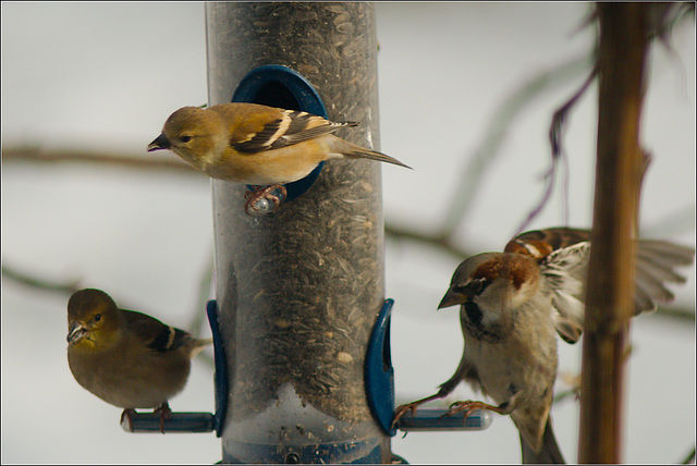 We Feed Birds