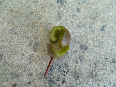 Manchurian pear fruit eaten by a rosella