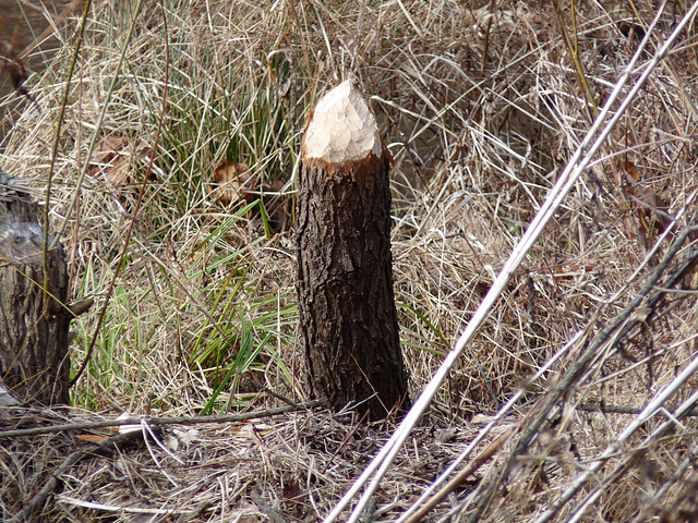 stump