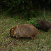 wombat and teenager