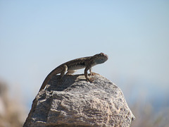 Reptile Workout