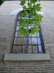 Branche et reflet religieux / Branches & religious reflection.