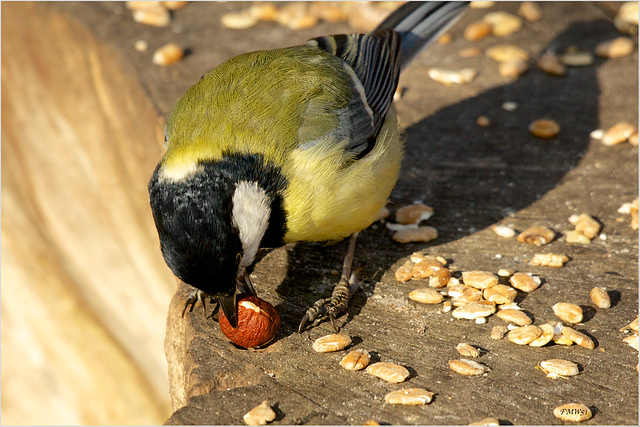 Helmuth and the Hazelnut (2)