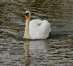 River Sow, Stafford