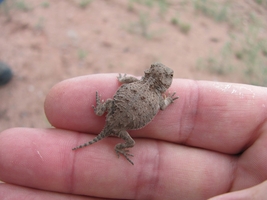 Great Horny Toads!