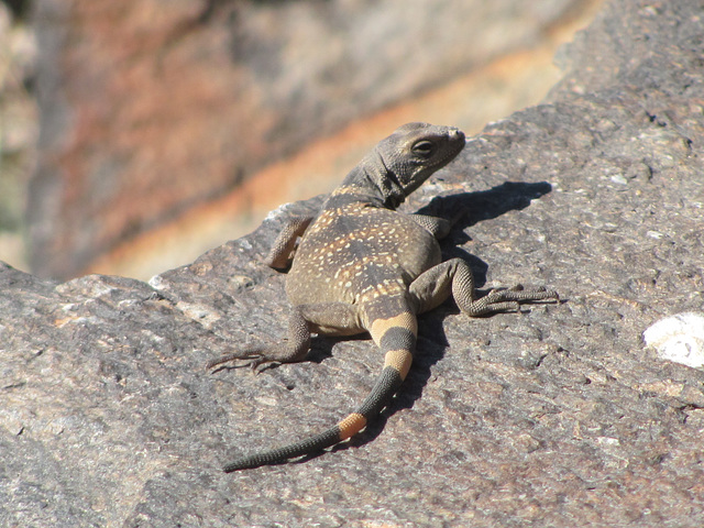 Squaw Peak Chuckwalla