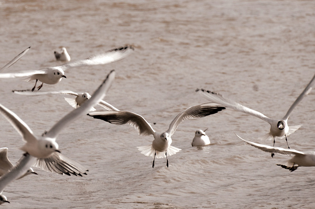 Gulls in flight