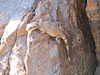 Picacho Peak Wall Walker