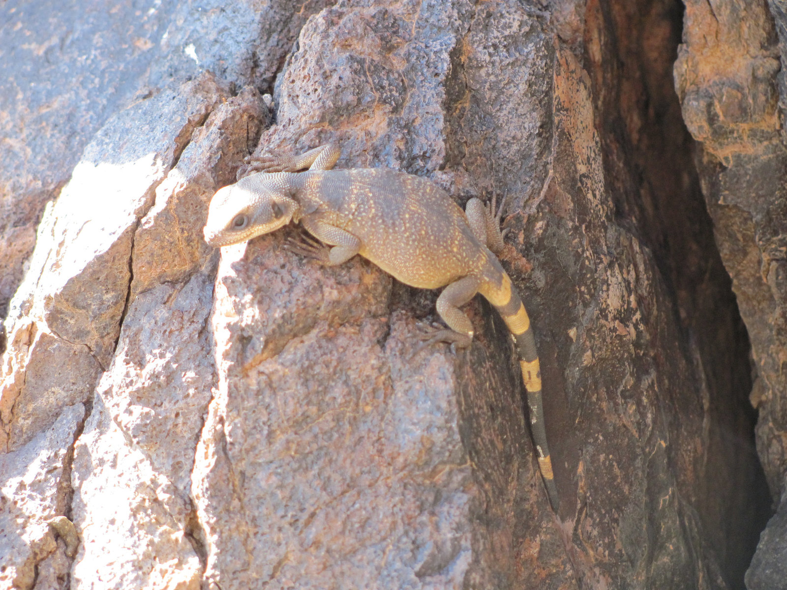 Picacho Peak Wall Walker