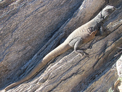 Squaw Peak Dinosaur