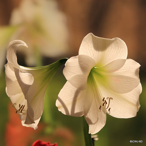 Amaryllis in full bloom, backlit by the sun