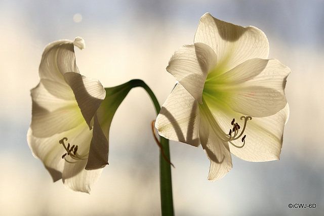 Amaryllis in full bloom, backlit by the sun