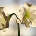 Amaryllis in full bloom, backlit by the sun