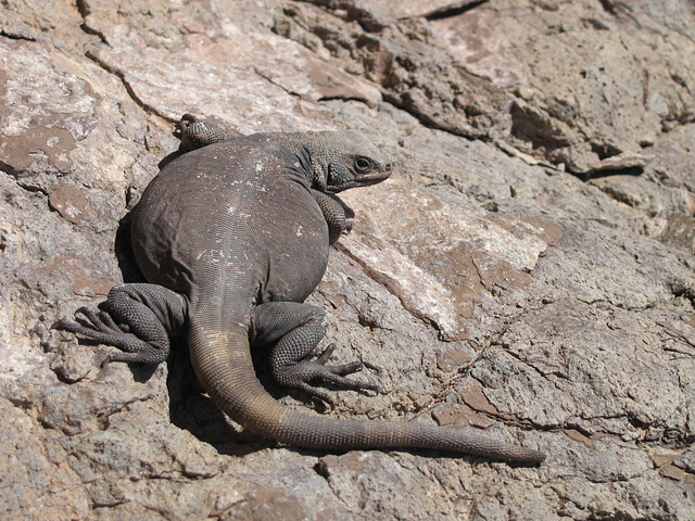 Picacho Peak Dinosaur