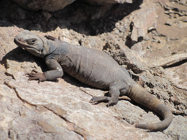 Picacho Peak Dinosaur