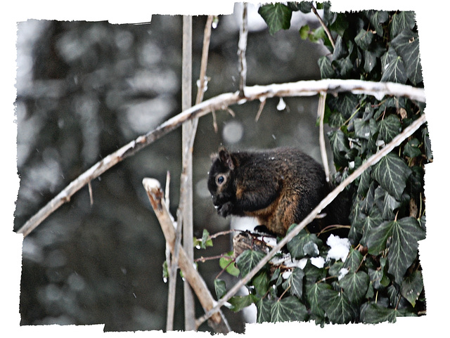 Winter tale of a Black squirrel