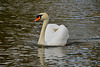 River Sow, Stafford