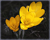 Crocus pluriel