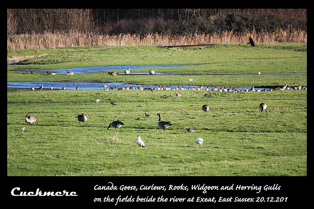 Canada Geese Curlews Widgeon Rooks & Herring Gulls Exceat  - 20.12.2013