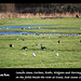 Canada Geese Curlews Widgeon Rooks & Herring Gulls Exceat  - 20.12.2013