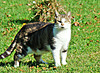 Farm cat