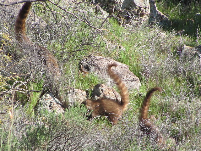 Arizona Coati