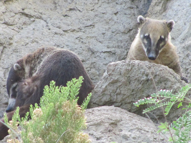 Arizona Coati