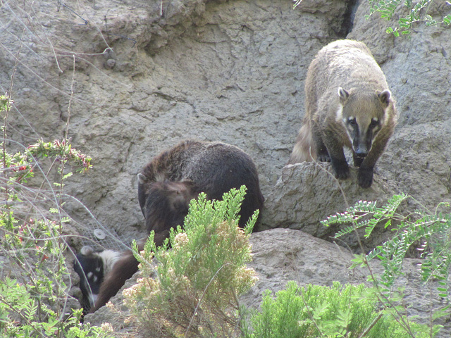 Arizona Coati