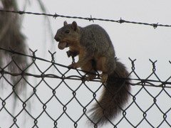 Woodley Park Squirrel