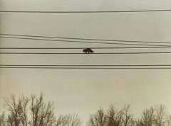 High Wire Racoon
