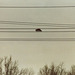 High Wire Racoon
