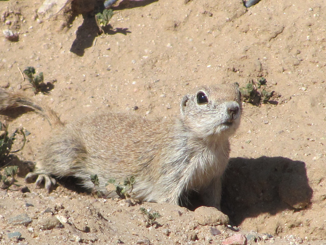 Prairie Dog