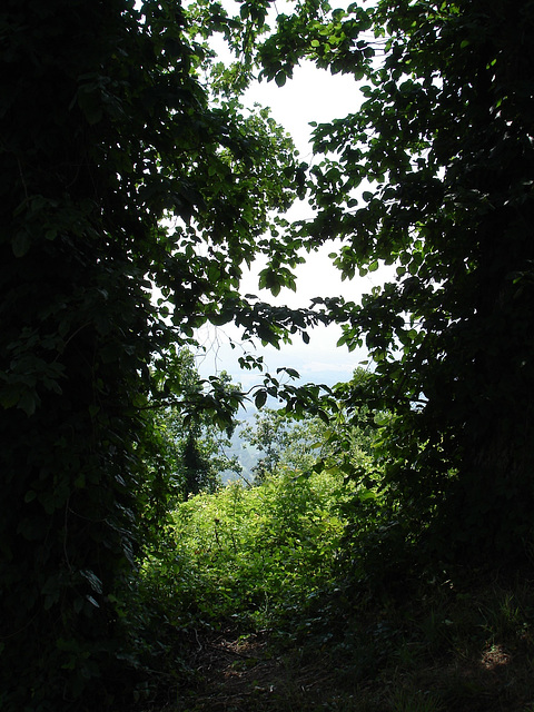 Mountain nature / Nature montagnaise.