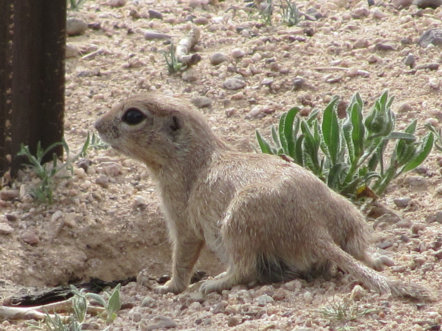 Prairie Dog