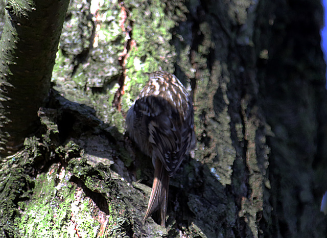 20140209 0020VAK²w [D-BS] Waldbaumläufer (Certhia familiaris), Bad Salzuflen