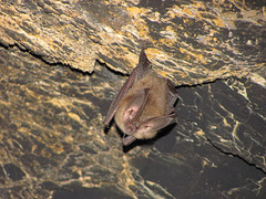 Die Fledermaus (The Bat)