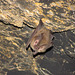 Die Fledermaus (The Bat)