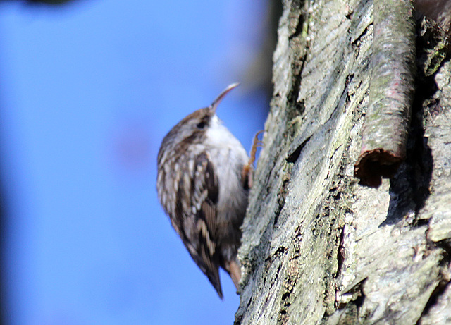 20140209 0021VAK²w [D-BS] Waldbaumläufer (Certhia familiaris), Bad Salzuflen